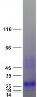CGB5 Protein - Purified recombinant protein CGB5 was analyzed by SDS-PAGE gel and Coomassie Blue Staining