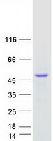 CGREF1 Protein - Purified recombinant protein CGREF1 was analyzed by SDS-PAGE gel and Coomassie Blue Staining