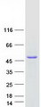 CGREF1 Protein - Purified recombinant protein CGREF1 was analyzed by SDS-PAGE gel and Coomassie Blue Staining
