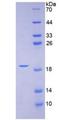 CGRP / Calcitonin Gene-Related Peptide Protein - Recombinant Calcitonin Gene Related Peptide By SDS-PAGE