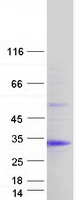 CHAC1 / MGC4504 Protein - Purified recombinant protein CHAC1 was analyzed by SDS-PAGE gel and Coomassie Blue Staining