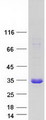 CHAC1 / MGC4504 Protein - Purified recombinant protein CHAC1 was analyzed by SDS-PAGE gel and Coomassie Blue Staining