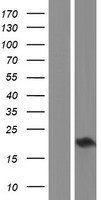 CHAC2 Protein - Western validation with an anti-DDK antibody * L: Control HEK293 lysate R: Over-expression lysate