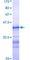 CHAF1A / CAF1 Protein - 12.5% SDS-PAGE Stained with Coomassie Blue.