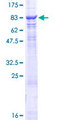CHAF1B / CAF1 Protein - 12.5% SDS-PAGE of human CHAF1B stained with Coomassie Blue