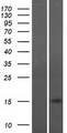 CHCHD10 Protein - Western validation with an anti-DDK antibody * L: Control HEK293 lysate R: Over-expression lysate