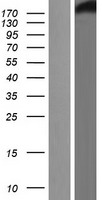 CHD3 Protein - Western validation with an anti-DDK antibody * L: Control HEK293 lysate R: Over-expression lysate