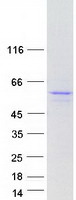 CHEK1 / CHK1 Protein - Purified recombinant protein CHEK1 was analyzed by SDS-PAGE gel and Coomassie Blue Staining