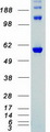 CHEK2 / CHK2 Protein - Purified recombinant protein CHEK2 was analyzed by SDS-PAGE gel and Coomassie Blue Staining