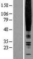 CHEMR23 / CMKLR1 Protein - Western validation with an anti-DDK antibody * L: Control HEK293 lysate R: Over-expression lysate