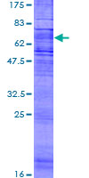 CHEMR23 / CMKLR1 Protein - 12.5% SDS-PAGE of human CMKLR1 stained with Coomassie Blue