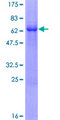 CHF1 / HEY2 Protein - 12.5% SDS-PAGE of human HEY2 stained with Coomassie Blue