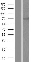 CHFR Protein - Western validation with an anti-DDK antibody * L: Control HEK293 lysate R: Over-expression lysate
