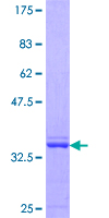 CHFR Protein - 12.5% SDS-PAGE Stained with Coomassie Blue.