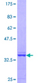 CHFR Protein - 12.5% SDS-PAGE Stained with Coomassie Blue.