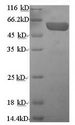 CHGA / Chromogranin A Protein - (Tris-Glycine gel) Discontinuous SDS-PAGE (reduced) with 5% enrichment gel and 15% separation gel.