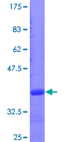 CHGA / Chromogranin A Protein - 12.5% SDS-PAGE Stained with Coomassie Blue.