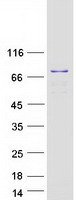CHGA / Chromogranin A Protein - Purified recombinant protein CHGA was analyzed by SDS-PAGE gel and Coomassie Blue Staining