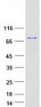 CHGA / Chromogranin A Protein - Purified recombinant protein CHGA was analyzed by SDS-PAGE gel and Coomassie Blue Staining