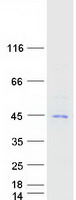 CHI3L1 / YKL-40 Protein - Purified recombinant protein CHI3L1 was analyzed by SDS-PAGE gel and Coomassie Blue Staining