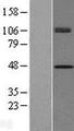 CHID1 Protein - Western validation with an anti-DDK antibody * L: Control HEK293 lysate R: Over-expression lysate