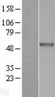 CHIT1 / Chitotriosidase Protein - Western validation with an anti-DDK antibody * L: Control HEK293 lysate R: Over-expression lysate