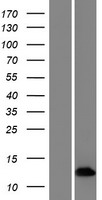 CHM / REP1 Protein - Western validation with an anti-DDK antibody * L: Control HEK293 lysate R: Over-expression lysate