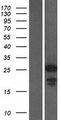 CHMP1A Protein - Western validation with an anti-DDK antibody * L: Control HEK293 lysate R: Over-expression lysate