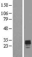 CHMP2A Protein - Western validation with an anti-DDK antibody * L: Control HEK293 lysate R: Over-expression lysate