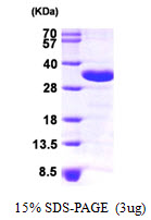 CHMP2A Protein
