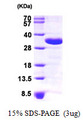 CHMP2A Protein