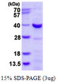 CHMP4A Protein