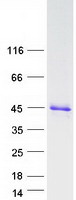 CHMP4A Protein - Purified recombinant protein CHMP4A was analyzed by SDS-PAGE gel and Coomassie Blue Staining