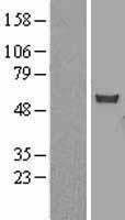 CHN1 Protein - Western validation with an anti-DDK antibody * L: Control HEK293 lysate R: Over-expression lysate