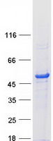 CHN1 Protein - Purified recombinant protein CHN1 was analyzed by SDS-PAGE gel and Coomassie Blue Staining