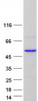 CHN2 / Chimerin 2 Protein - Purified recombinant protein CHN2 was analyzed by SDS-PAGE gel and Coomassie Blue Staining