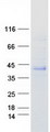 CHODL / Chondrolectin Protein - Purified recombinant protein CHODL was analyzed by SDS-PAGE gel and Coomassie Blue Staining