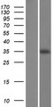 CHORDC1 / CHP1 Protein - Western validation with an anti-DDK antibody * L: Control HEK293 lysate R: Over-expression lysate