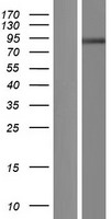 CHPF2 / CSGLCAT Protein - Western validation with an anti-DDK antibody * L: Control HEK293 lysate R: Over-expression lysate