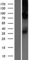 CHPT1 Protein - Western validation with an anti-DDK antibody * L: Control HEK293 lysate R: Over-expression lysate