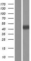 CHRDL1 Protein - Western validation with an anti-DDK antibody * L: Control HEK293 lysate R: Over-expression lysate