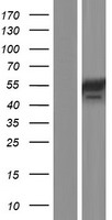 CHRDL2 Protein - Western validation with an anti-DDK antibody * L: Control HEK293 lysate R: Over-expression lysate