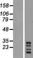 CHRFAM7A Protein - Western validation with an anti-DDK antibody * L: Control HEK293 lysate R: Over-expression lysate