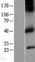 CHRM1 / M1 Protein - Western validation with an anti-DDK antibody * L: Control HEK293 lysate R: Over-expression lysate