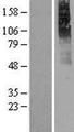 CHRM2 / M2 Protein - Western validation with an anti-DDK antibody * L: Control HEK293 lysate R: Over-expression lysate