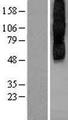 CHRM2 / M2 Protein - Western validation with an anti-DDK antibody * L: Control HEK293 lysate R: Over-expression lysate