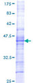 CHRM5 / M5 Protein - 12.5% SDS-PAGE Stained with Coomassie Blue.