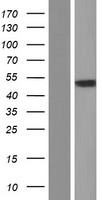 CHRNA1 Protein - Western validation with an anti-DDK antibody * L: Control HEK293 lysate R: Over-expression lysate