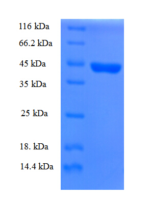 CHRNA1 Protein