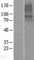 CHRNA10 Protein - Western validation with an anti-DDK antibody * L: Control HEK293 lysate R: Over-expression lysate